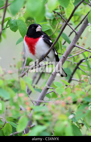 Cardinal à poitrine rose dans l'amélanchier Banque D'Images