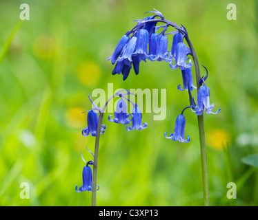 Hyacinthoides non scripta. Dans une fleur Bluebell English woodland Banque D'Images