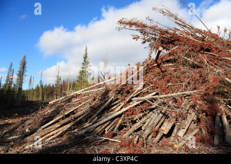 En rémanents blocs infestés par le dendroctone du pin ponderosa, Bulkley Valley, Colombie-Britannique Banque D'Images