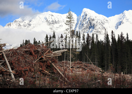 En rémanents blocs infestés par le dendroctone du pin ponderosa, Bulkley Valley, Colombie-Britannique Banque D'Images