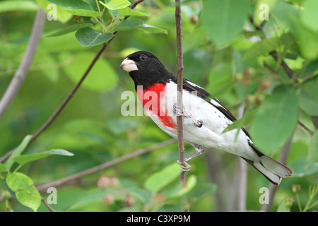 Cardinal à poitrine rose dans l'amélanchier Banque D'Images