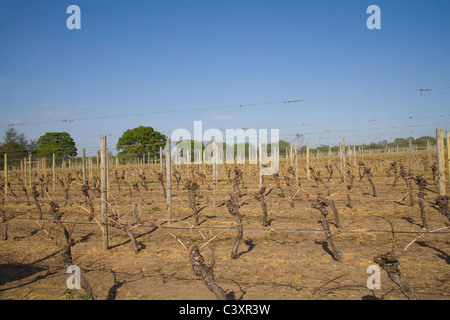 Wroxeter Shropshire Angleterre Royaume-Uni Mai l'ancien producteur de vin rouge commercial le plus au nord du monde sur le site du vignoble romain original Banque D'Images