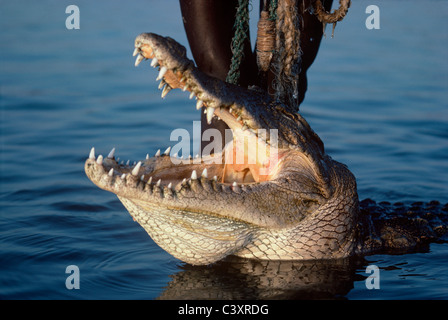 El Molo guerrier avec un crocodile du Nil (Crocodylus niloticus) au cours d'une chasse lui transpercer. - Le lac Turkana au Kenya. Banque D'Images