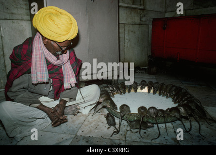 Les rats se nourrissent d'un grand bol de lait à la Temple Deshnoke. Le Rajasthan, Inde Banque D'Images