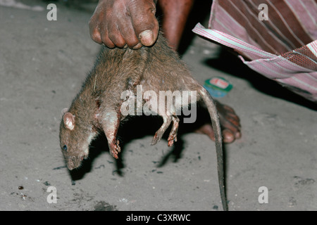 Nuit mort-aux-rats ramasse un rat avec ses orteils. Mumbai, Inde Banque D'Images