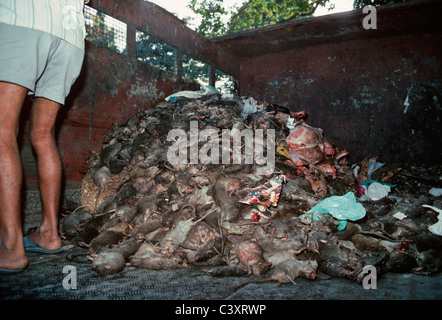 Collection de rats morts à l'Institut Haffkine, Mumbai, Inde Banque D'Images