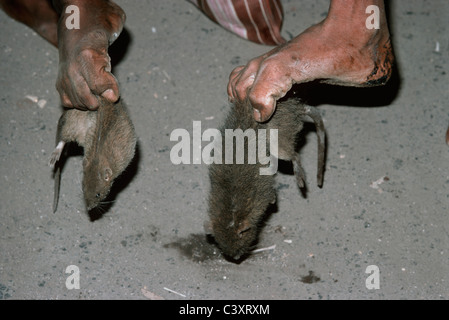 Nuit des tueurs de rats rats pick up avec leurs orteils. Mumbai, Inde Banque D'Images