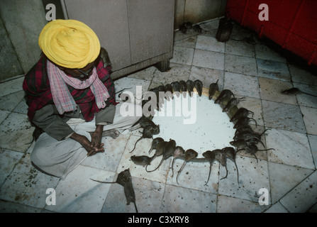 Les rats se nourrissent d'un grand bol de lait à la Temple Deshnoke. Le Rajasthan, Inde Banque D'Images