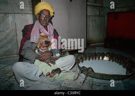 Les rats se nourrissent d'un grand bol de lait à la Temple Deshnoke. Le Rajasthan, Inde Banque D'Images