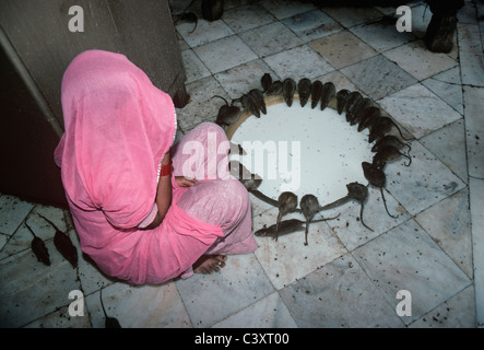 Les rats se nourrissent d'un grand bol de lait à la Temple Deshnoke. Le Rajasthan, Inde Banque D'Images