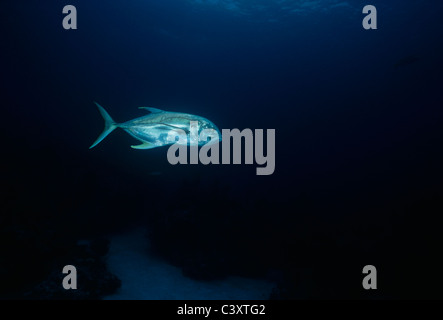 (Jack Crevalle Caranx hippos). Bahamas, Caraïbes Banque D'Images