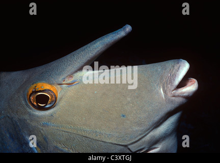 Visage d'un Bluespine Goldfish (Naso unicornis), Australie - Grande Barrière de Corail. Banque D'Images