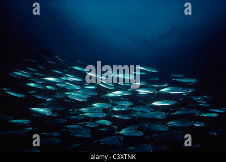 La capucette barrée semelle (Atherinops affinis) scolaire à bord de forêt d'algues. Channel Islands, California, USA, l'Océan Pacifique Banque D'Images