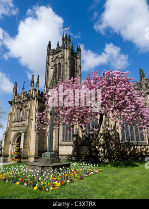 La Cathédrale de Manchester et blossom tree in spring Banque D'Images