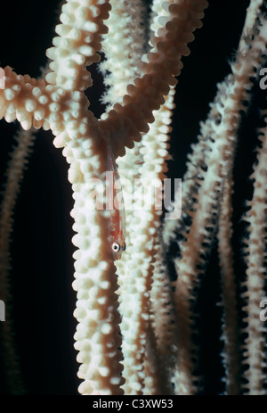 Dwarfgoby Whip Coral (Bryaninops youngei) Whip sur Coral (Juncella juncea). L'Egypte, Mer Rouge Banque D'Images