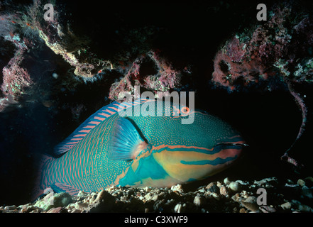 (Cetoscarus bicolor perroquet bicolore) grotte de corail de dormir dans la nuit . L'Egypte, Mer Rouge. Banque D'Images