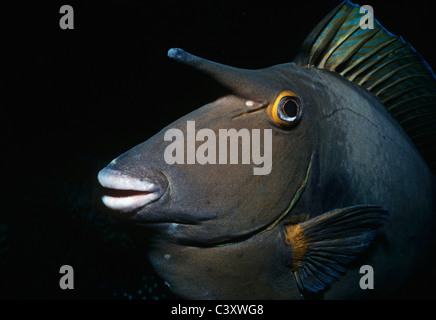 Visage d'un Bluespine Goldfish (Naso unicornis). L'Egypte, Mer Rouge. Banque D'Images