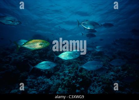 Carangue Carangoides bajad (Menu) la chasse au bord d'un récif de corail. L'Egypte, Mer Rouge. Banque D'Images