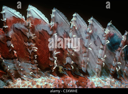 Épines dorsales venimeuses de Tassled Scorpionfish (Scorpaenopsis oxycephalus). L'Egypte, Mer Rouge. Banque D'Images