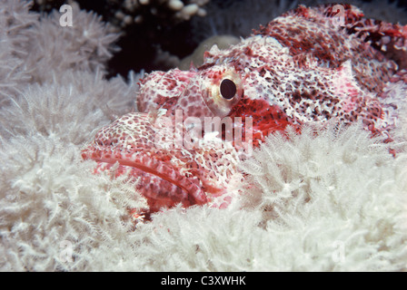 Tassled Scorpionfish (Scorpaneopsis oxcephalus) camouflé parmi les coraux mous. Egypte - Mer Rouge Banque D'Images