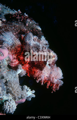 Tassled Scorpionfish camouflé (Scorpaneopsis oxcephalus) sur le récif de corail. Egypte - Mer Rouge Banque D'Images