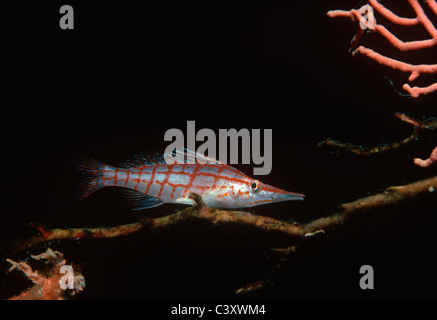 Un Hawkfish Oxycirrhitus typus (rouge) repose sur branche de corail noir. L'Egypte, Mer Rouge Banque D'Images