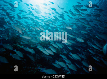 Le perroquet (Scaridae) Scolarité. L'Egypte, Mer Rouge. Banque D'Images