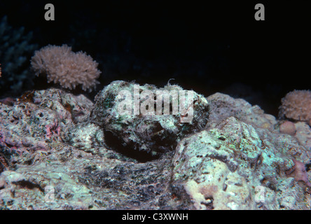 Faux poisson-pierre (Scorpaenopsis diabolus) camouflé sur lit de récifs coralliens. L'Egypte, Mer Rouge. Banque D'Images