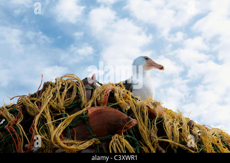 Seagull se nourrit de poissons emprisonnés dans dragger net. Stellwagon Bank, New England, Océan Atlantique. Banque D'Images