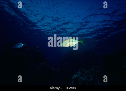 Carangue Carangoides bajad (Menu) la chasse au bord d'un récif de corail. L'Egypte, Mer Rouge. Banque D'Images