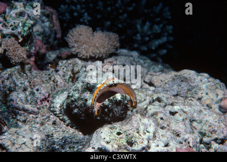 Faux poisson-pierre (Scorpaenopsis diabolus) camouflé sur lit de récifs coralliens. L'Egypte, Mer Rouge. Banque D'Images