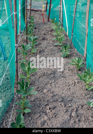 Rangées de jeunes plants de légumes Haricots à l'abri du vent avec de la tulle Banque D'Images