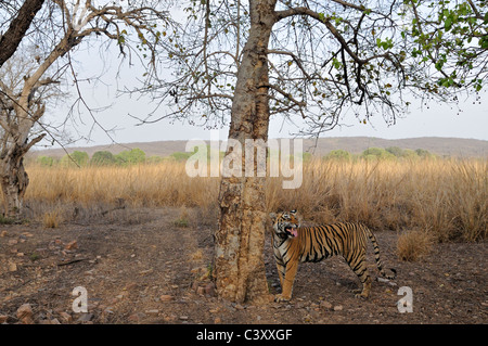 Affichage d'un collier émetteur tigress flehman comportement dans le parc national de Ranthambhore, Rajasthan, Inde. Banque D'Images