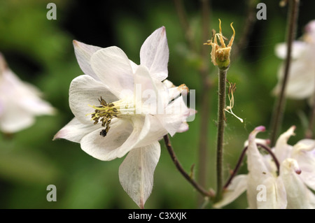 Aquilegia vulgaris Ancolie - Banque D'Images