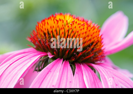 L'échinacée (Echinacea sp.) dans Central Park à New York Banque D'Images