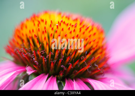 L'échinacée (Echinacea sp.) dans Central Park à New York Banque D'Images