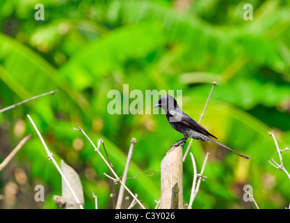 Black Drongo immatures assis sur un mât de bambou Banque D'Images