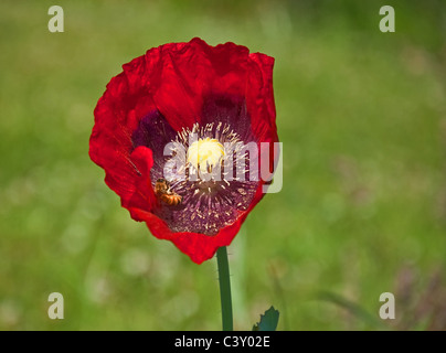 Cette image montre une abeille pollinisant un Oriental rouge coquelicot (Papaver orientale) gros plan de la fleur. Beaucoup de poussière de pollen. Banque D'Images