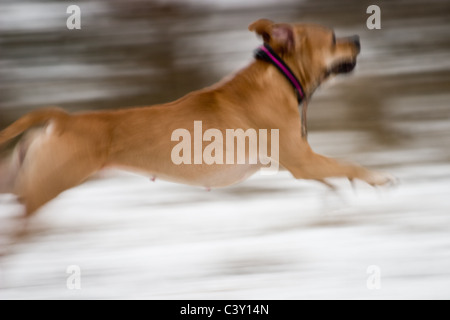 Amstaff en mouvement Banque D'Images