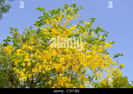 Amaltas (Cassia fistula) - arbre avec une grande valeur médicinale Banque D'Images