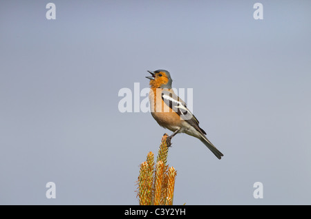 Chaffinch Fringilla coelebs mâle chanteur sur le pin sylvestre Banque D'Images