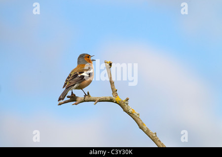 Chaffinch Fringilla coelebs mâle chanteur sur le lichen covered Banque D'Images