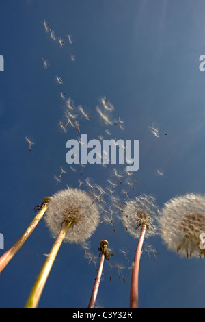 Taxaxacum le pissenlit officinal dans le vent des semences Banque D'Images