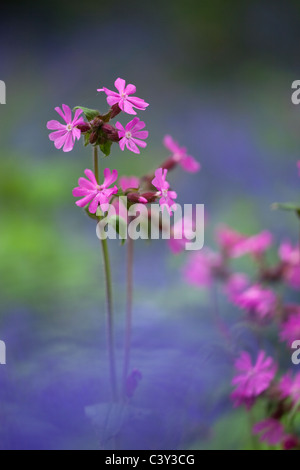 Bluebells jacinthoides fleurs non scriptus et rouge Campion poussant dans les bois de printemps Banque D'Images