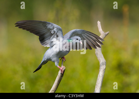 Pigeon colombin Columba oenas battant de perchaude Banque D'Images