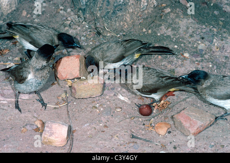 Politique / Dark-capped / black-eyed bulbul des jardins (Pycnonotus barbatus) dans des Pycnonotidae : Savannah, Afrique du Sud Banque D'Images