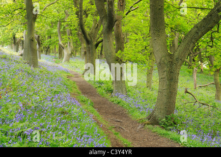 Bluebells à Newton Woods Roseberry Topping dans près de Great Ayton, North Yorkshire, Angleterre. UK Banque D'Images