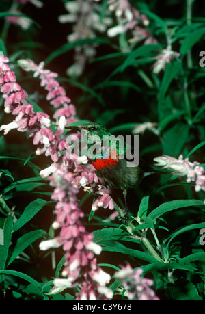 Moindre / Sud goéland chalybeus (Chalcomitra des Cuculidae) : l'alimentation mâle des fleurs, dans le désert, Afrique du Sud Banque D'Images