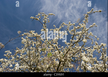 Fleurs d'aubépine sur les South Downs, West Sussex, UK Banque D'Images