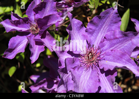 Clematis 'Le président' au jardin RHS Wisley, Surrey, Angleterre, Grande-Bretagne, Royaume-Uni, UK, Europe Banque D'Images